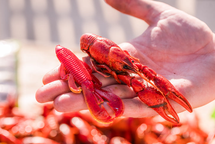 Limited Edition Reserve Bandito Bug - [Boiled Crawfish]